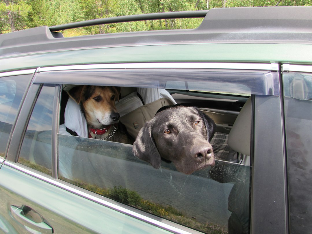 Cachorro com a cabeça para fora da janela traseira de um carro